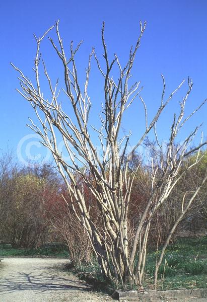 White blooms; Deciduous; Broadleaf