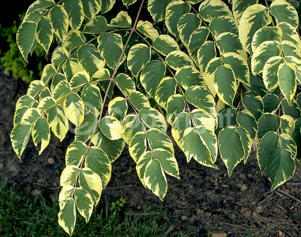 White blooms; Deciduous; Broadleaf