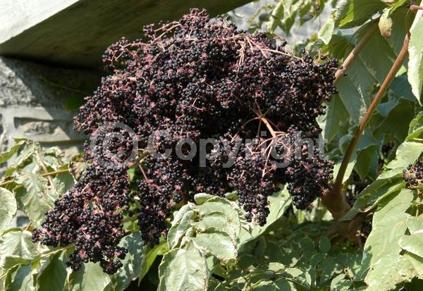White blooms; Deciduous; Broadleaf; North American Native