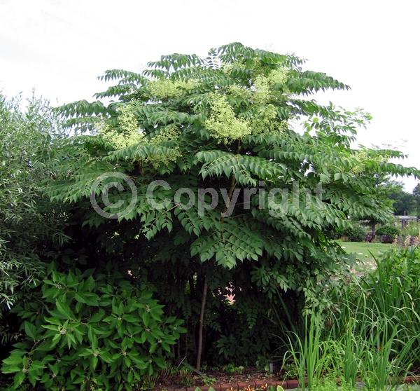 White blooms; Deciduous; Broadleaf; North American Native