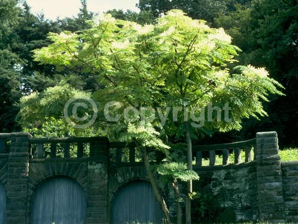 White blooms; Deciduous; Broadleaf; North American Native