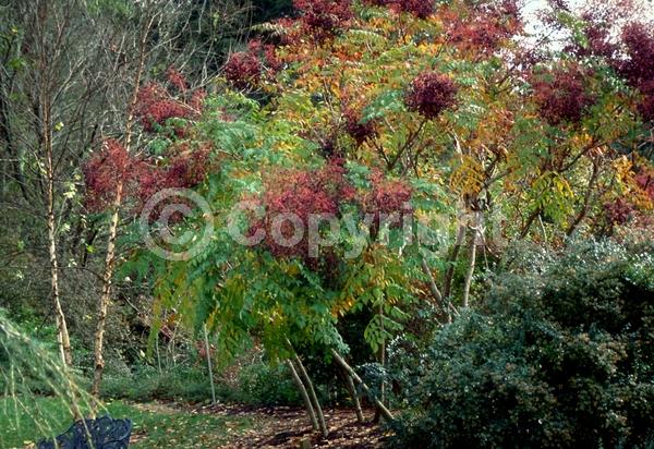 White blooms; Deciduous; Broadleaf; North American Native