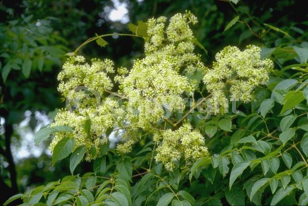 White blooms; Deciduous; Broadleaf; North American Native