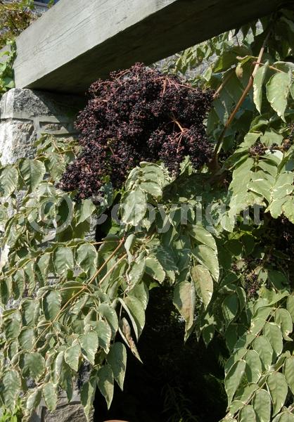 White blooms; Deciduous; Broadleaf; North American Native