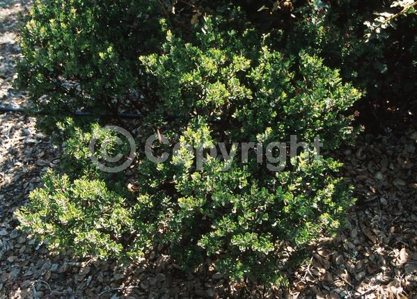 White blooms; Pink blooms; Evergreen; North American Native
