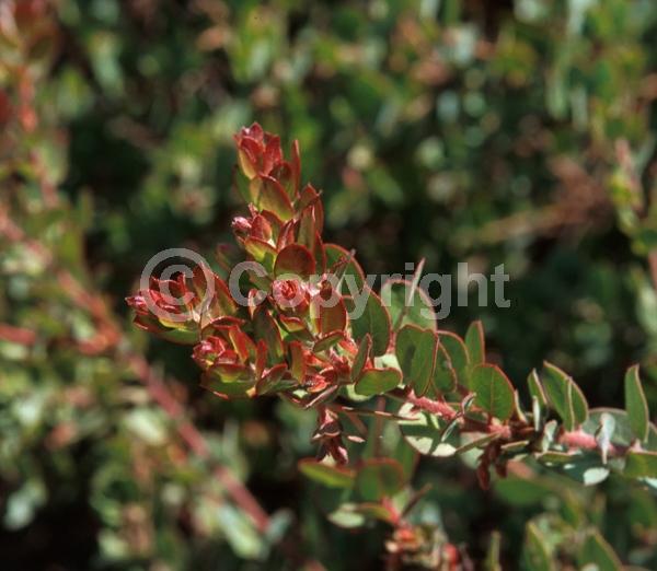 White blooms; Pink blooms; Evergreen; North American Native