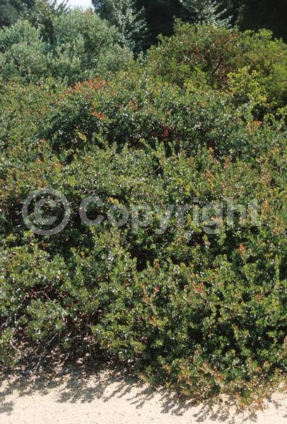 White blooms; Pink blooms; Evergreen; North American Native