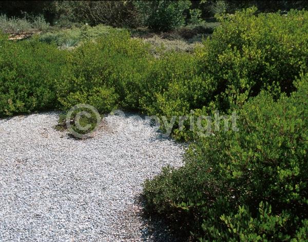 White blooms; Evergreen; North American Native