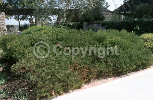 White blooms; Evergreen; North American Native