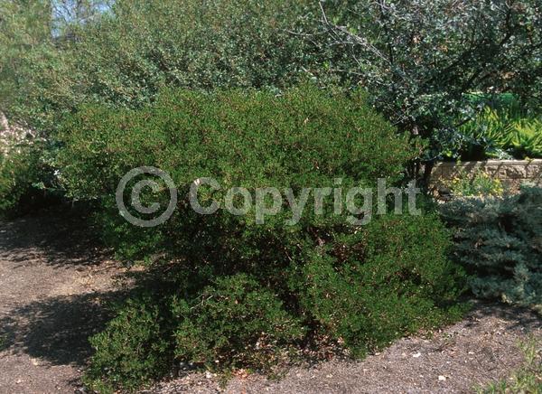 White blooms; Evergreen; North American Native