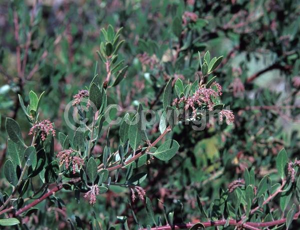 White blooms; Evergreen; North American Native