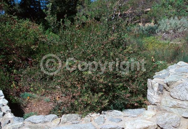 White blooms; Evergreen; North American Native