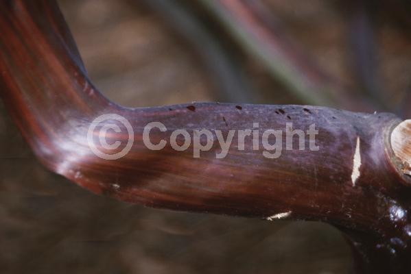 White blooms; Evergreen; North American Native