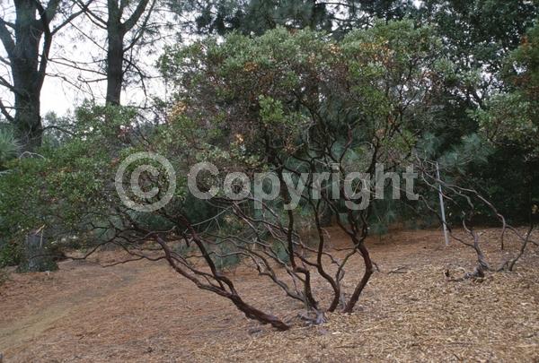White blooms; Evergreen; North American Native