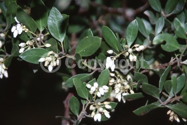 White blooms; Evergreen; North American Native