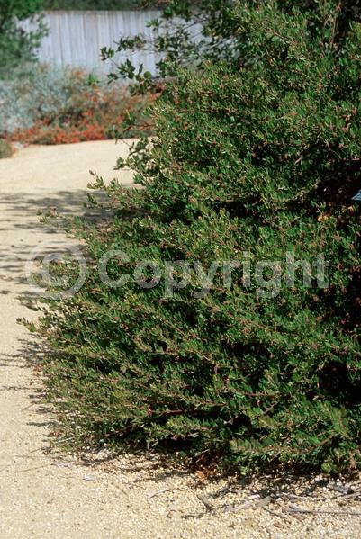 White blooms; Evergreen; North American Native