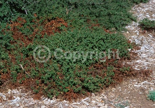 Pink blooms; Evergreen; North American Native