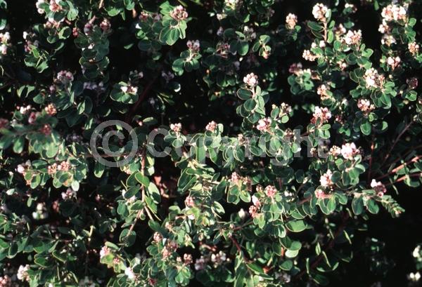 Pink blooms; Evergreen; North American Native