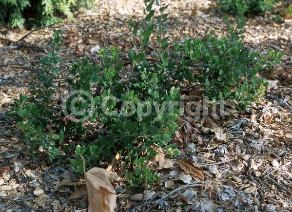 Pink blooms; Evergreen; North American Native