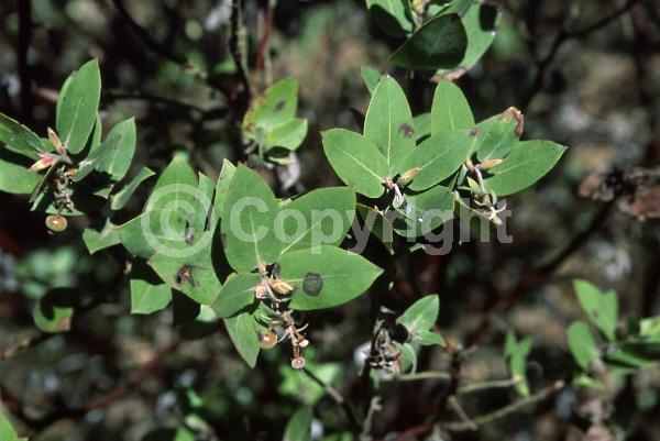 Pink blooms; Evergreen; North American Native