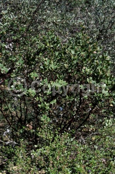 Pink blooms; Evergreen; North American Native