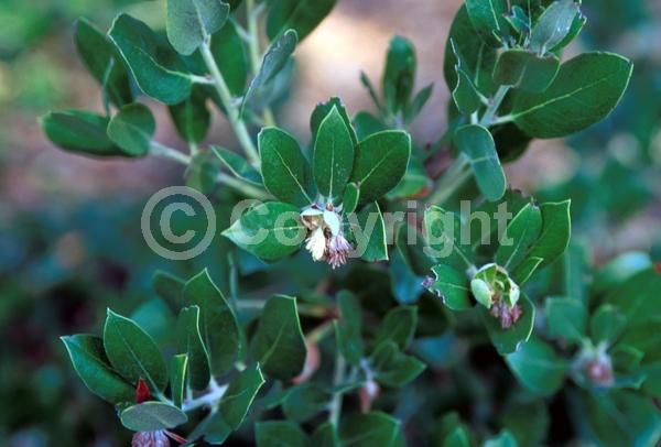 Pink blooms; Evergreen; North American Native