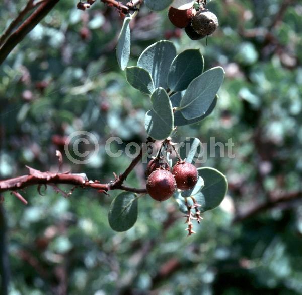 White blooms; Pink blooms; Evergreen; Broadleaf; North American Native