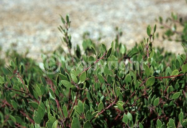 White blooms; Pink blooms; Evergreen; North American Native
