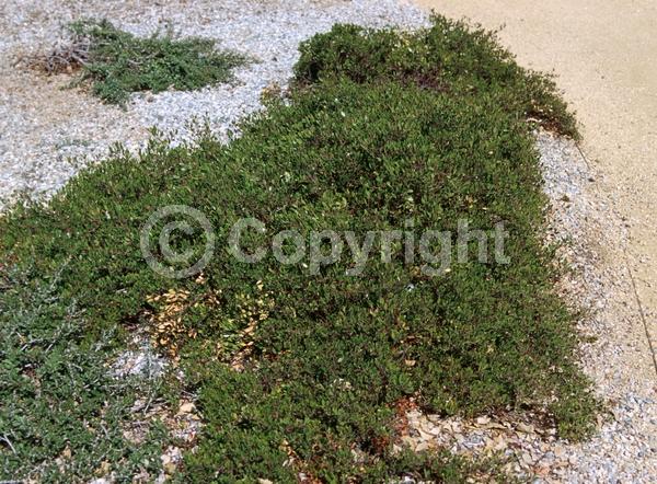 White blooms; Pink blooms; Evergreen; North American Native