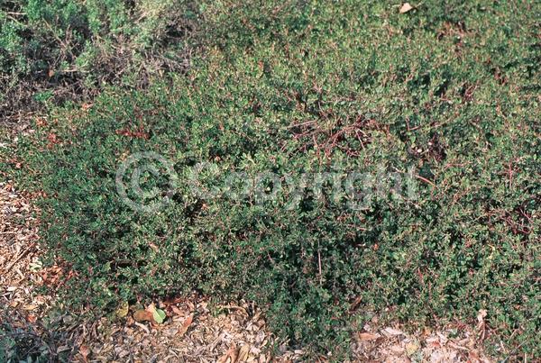 White blooms; Pink blooms; Evergreen; North American Native