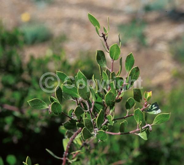 White blooms; Pink blooms; Evergreen; North American Native