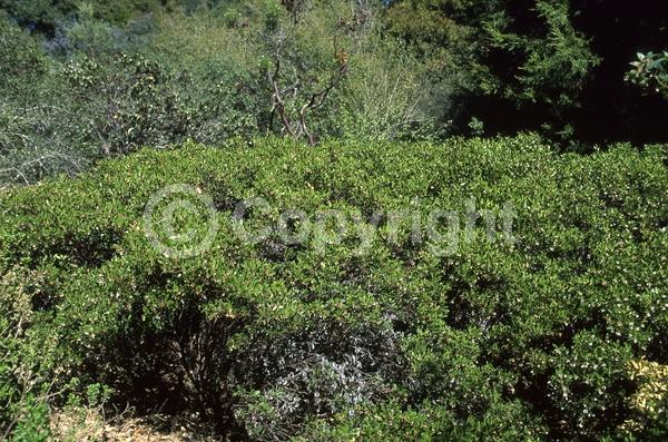 White blooms; Pink blooms; Evergreen; North American Native