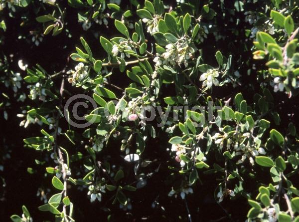 White blooms; Pink blooms; Evergreen; North American Native