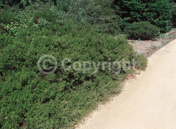 White blooms; Pink blooms; Evergreen; North American Native