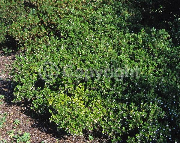 White blooms; Evergreen; North American Native