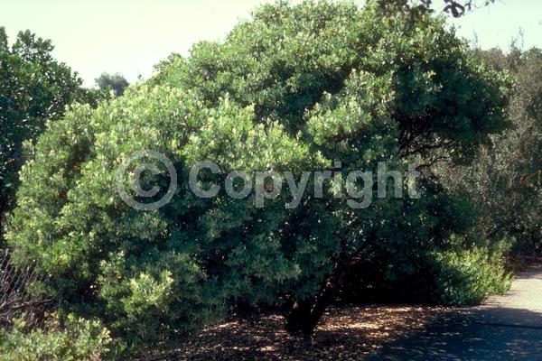 White blooms; Pink blooms; Evergreen; North American Native