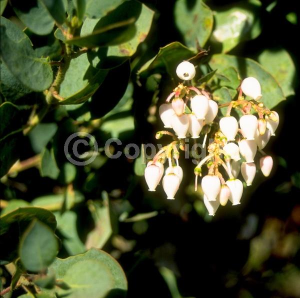 White blooms; Pink blooms; Evergreen; North American Native