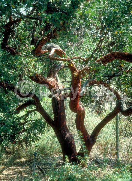 White blooms; Pink blooms; Evergreen; North American Native