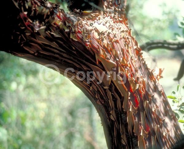 White blooms; Pink blooms; Evergreen; North American Native