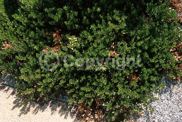 White blooms; Pink blooms; Evergreen; North American Native