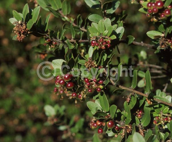 Pink blooms; Evergreen; North American Native