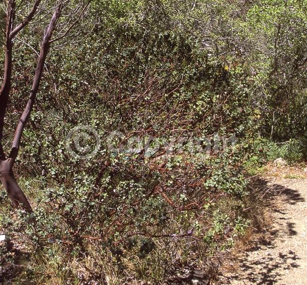 Pink blooms; Evergreen; North American Native
