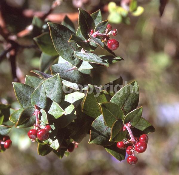 Pink blooms; Evergreen; North American Native
