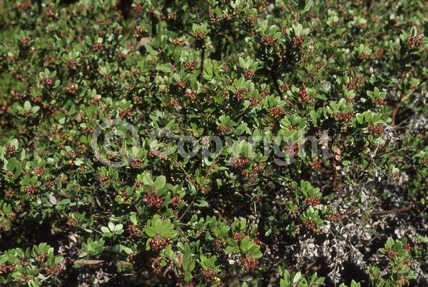 Pink blooms; Evergreen; North American Native