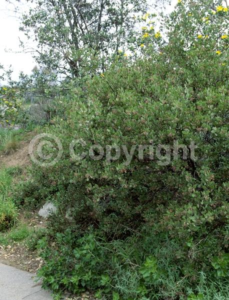 Pink blooms; Evergreen; North American Native