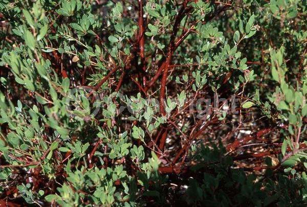 Pink blooms; Evergreen; North American Native