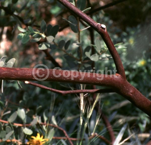 Pink blooms; Evergreen; North American Native