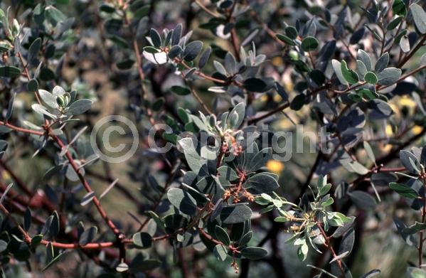 Pink blooms; Evergreen; North American Native