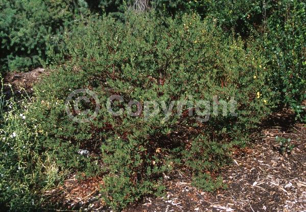 Pink blooms; Evergreen; North American Native