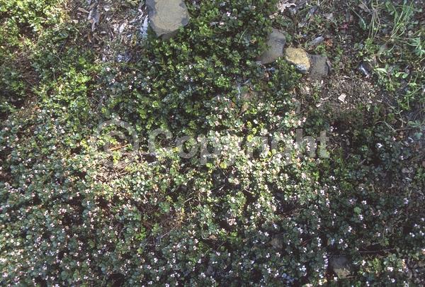 Pink blooms; Evergreen; North American Native
